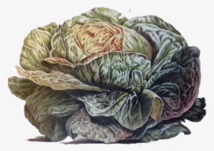 The Only Word I Find In Pliny Which Could Suggest This