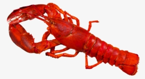 Crawfish 16 - 95/1lb - Portable Network Graphics