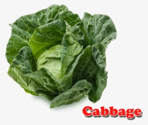 Cabbage Png