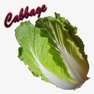 Cabbage Download Png - Cabbage