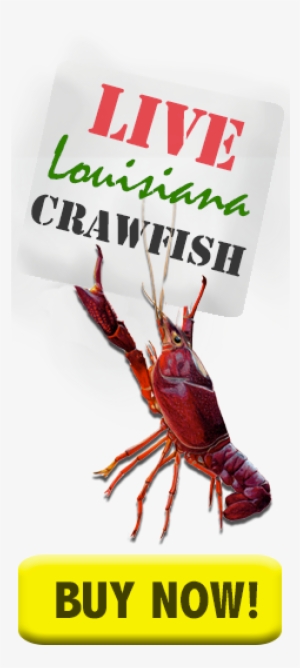 Crawfish Buy Crawfish Now - Live And Boiled Crawfish