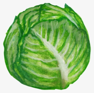 Savoy Vegetable Painted Transprent Png Free Download - Капуста Рисунок Прозрачный Фон