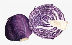 If You Want To Buy My Art - Red Cabbage