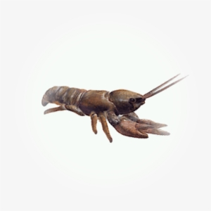 Crawfish - Icon - Homarus Gammarus