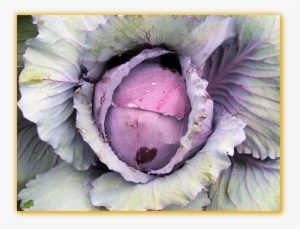 Cabbage Red Stone F1 Hybrid - Seed