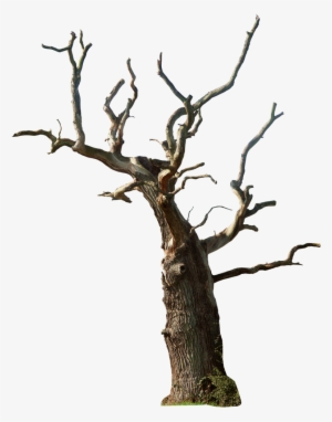 Old Tree Png Photo - Dead Tree Transparent
