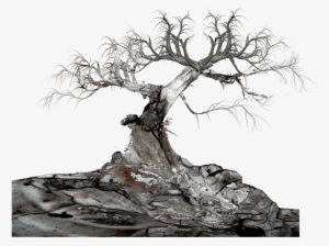 Old Tree Download Transparent Png Image - Crucible Act 1 Study Questions And Answers