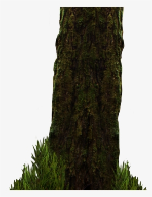 Png Image Information - Pond Pine