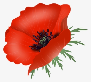 Poppy Flowers, Vector - Poppy Vector Png