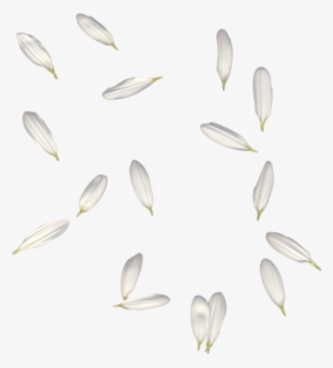 Petals White Falling Freetoedit - Portable Network Graphics