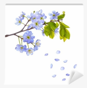 Blue Cherry Flowers And Falling Petals Wall Mural • - Complete Recorder Sonatas - Sheet Music