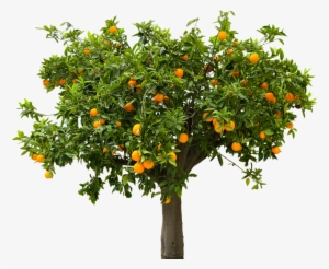 Once Upon A Time A Little Girl Lived In A Small Village - Lemon Tree Transparent Background