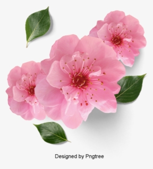 Beautiful Fresh Flower Petals, Flowers, Petals, Leaves - Changhong 28c2200h - Televisor Led