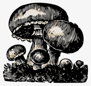 Mushroom Vegetable Big Small Big Hat Butto - Fun Guy Greeting Cards (pk Of 10)