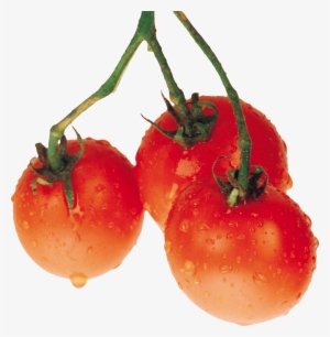 Tomatoes Png - Pomidory