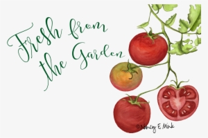 Tomatoes, And More Tomatoes We Waited Until We Finally - Bush Tomato