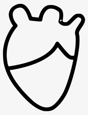 Heart Real Anatomy - Organ