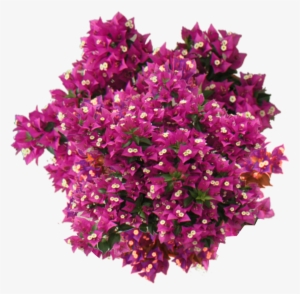 Jacey-bougainvillea - Bougainvillea Pink Png