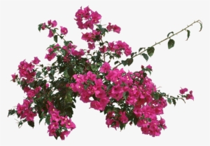Bougainvillea, Outdoors Or As - Bougainvillea Fungus