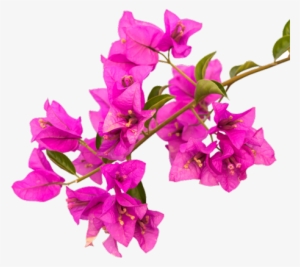 Bouganvilla2 - Photography