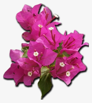 Zakynthos - Restaurant - Mikro Nisi - Bougainvillea Clipart Png