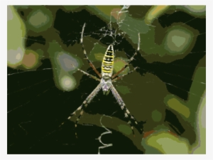 Angulate Orbweavers Wasp Spider Spider Web Tangle Web - Паук Похож На Осу