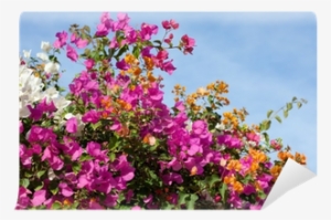 Bougainvillea