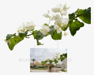 White Flower Branch Png Graphic Library Stock - White Flowers Branch Png