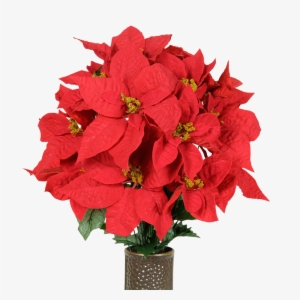 Red Poinsettia