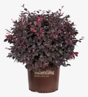 Red Diamond Loropetalum In Branded Pot - Red Diamond Mid-sized Loropetalum, Evergreen Shrub