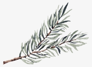 This Graphics Is Slender Seaweed Transparent Decorative - Algae