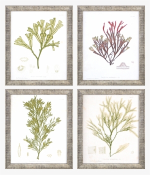 Seaweed Iii Pk/4 - East Urban Home 'pali Mist' Photographic Print