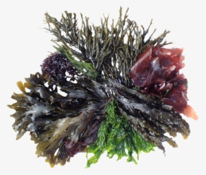 Bottom Footer Logo - Logo