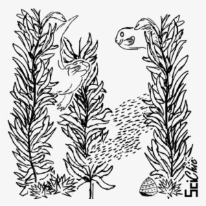 Drawn Seaweed Transparent - Drawings Of Kelp Forest