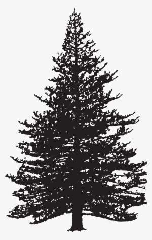 Pine Tree Silhouette Clip Art Image - Pine Tree Transparent Clipart Black And White