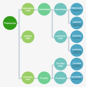 Seaweed As A Raw Material - Circle