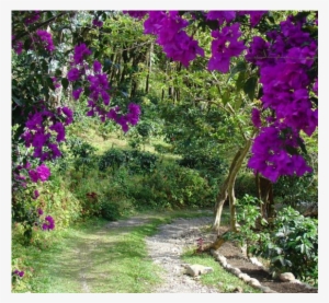 Charming House W/ Attached Loft Apt - Bougainvillea