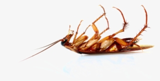 Cockroach Png Transparent Image - Cockroach Dead