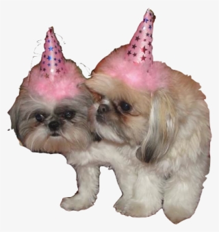 Birthday Dog Png Pluspng - Companion Dog