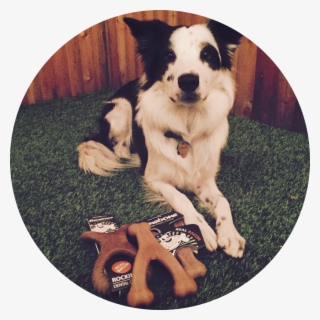 Img 7061 - Dog Catches Something