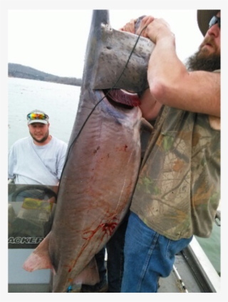 Belobraydic And Several Buddies Were Fishing The James - Jigging