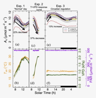 Circadian Regulation Affects Canopy-scale Co2 Fluxes - Diagram