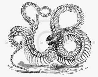 Snake Skeleton Transparent Background