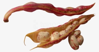 Free Png Beans Png Images Transparent - Bean