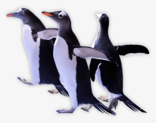 Download Penguins Png Transparent Images Transparent - Adã©lie Penguin