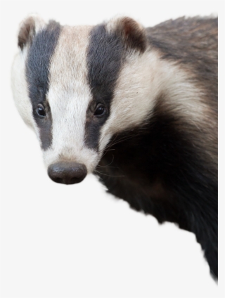 Badger With No Background