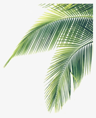 #hojas #palmera #sombra #stiker #mix #lines #nature - Palm Tree Leaves Transparent