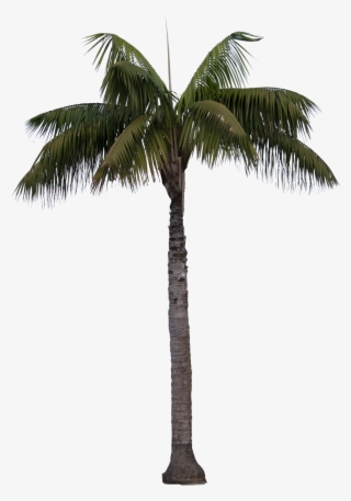 1036 X 1500 1 - Queen Palm Transparent