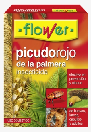 Picudo Rojo Palmera - Mineuse Des Agrumes Traitement