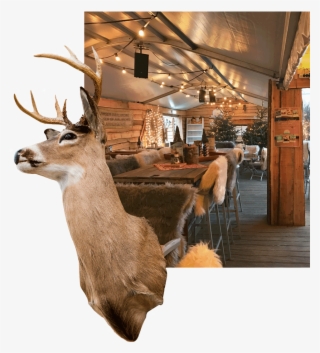 Hert Stube - Elk